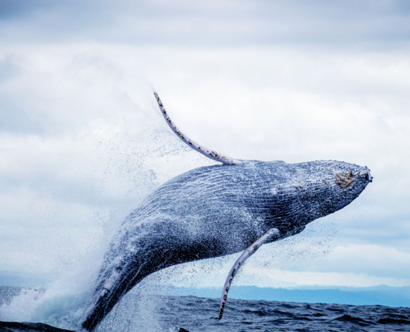 Whale breaching out of the water